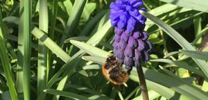 Blaues Blüten-Band für Bienen! @ Naturfreundehaus Neuenkamp