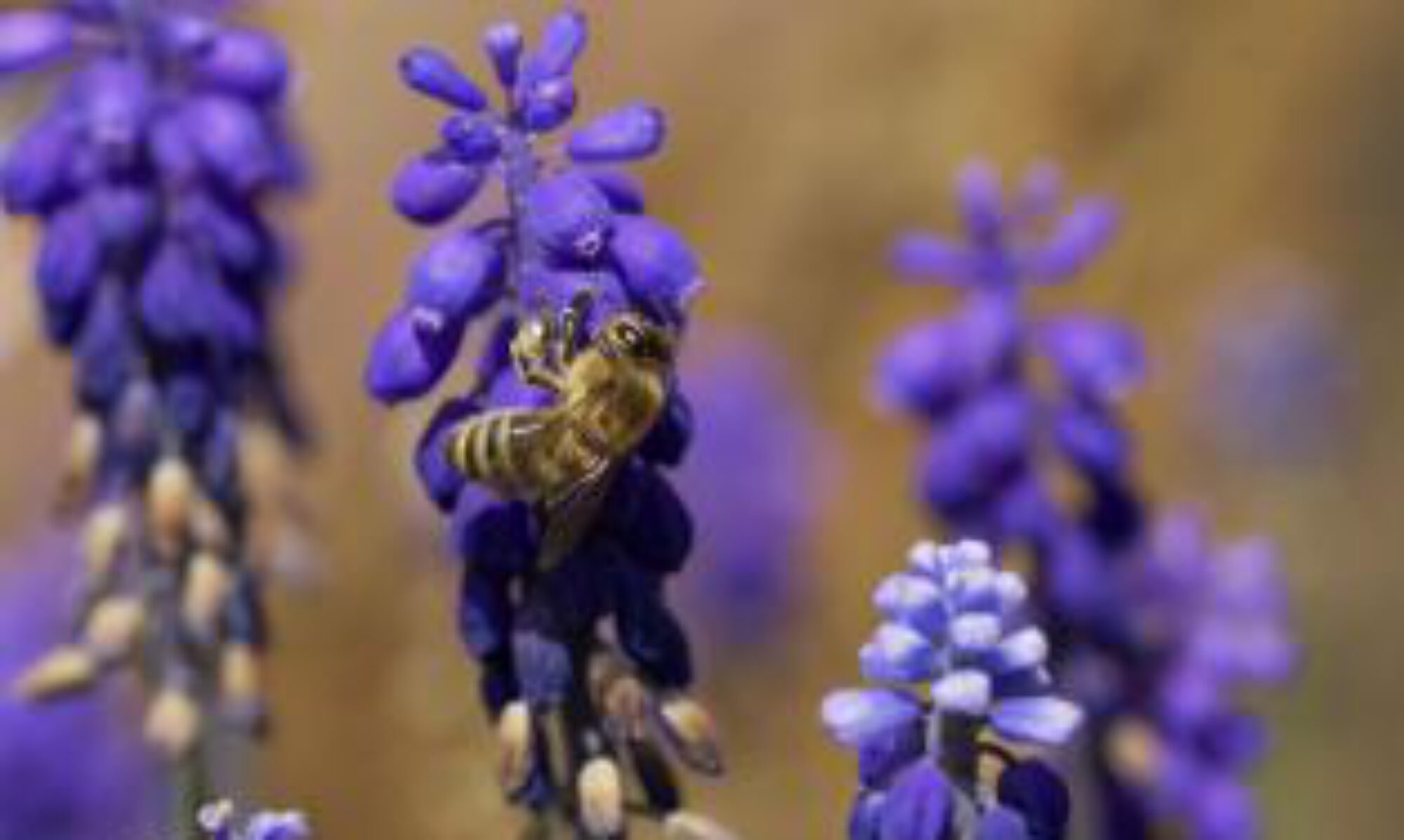 You are currently viewing Blaues Blüten-Band für Bienen!