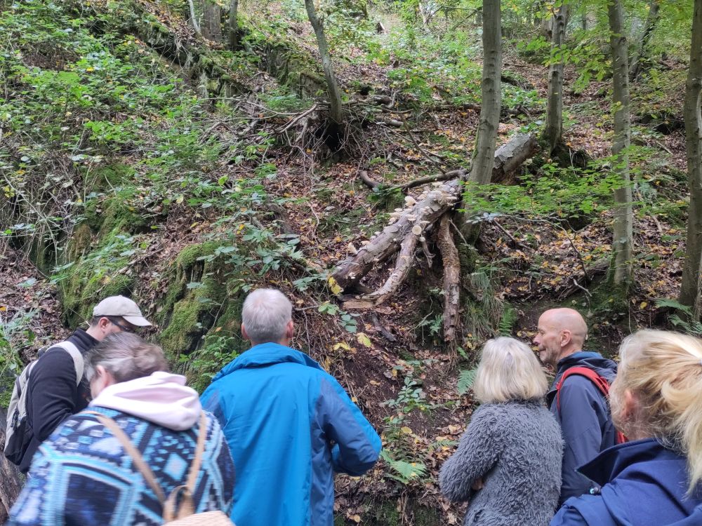 Du betrachtest gerade Wald im Wandel