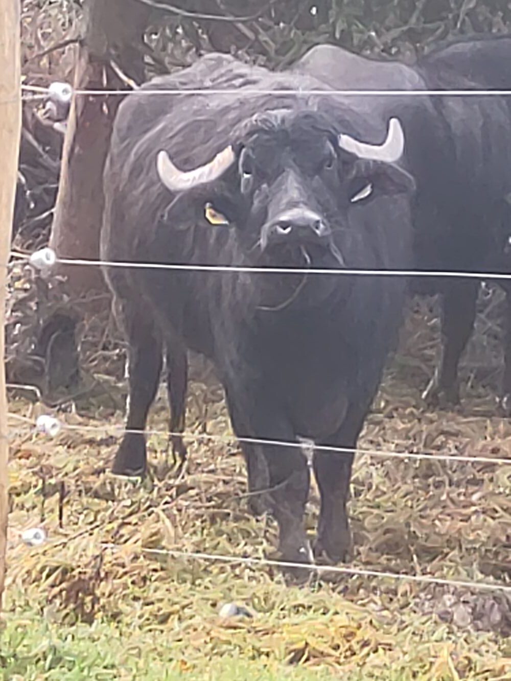Du betrachtest gerade Wasserbüffel im Murbachtal